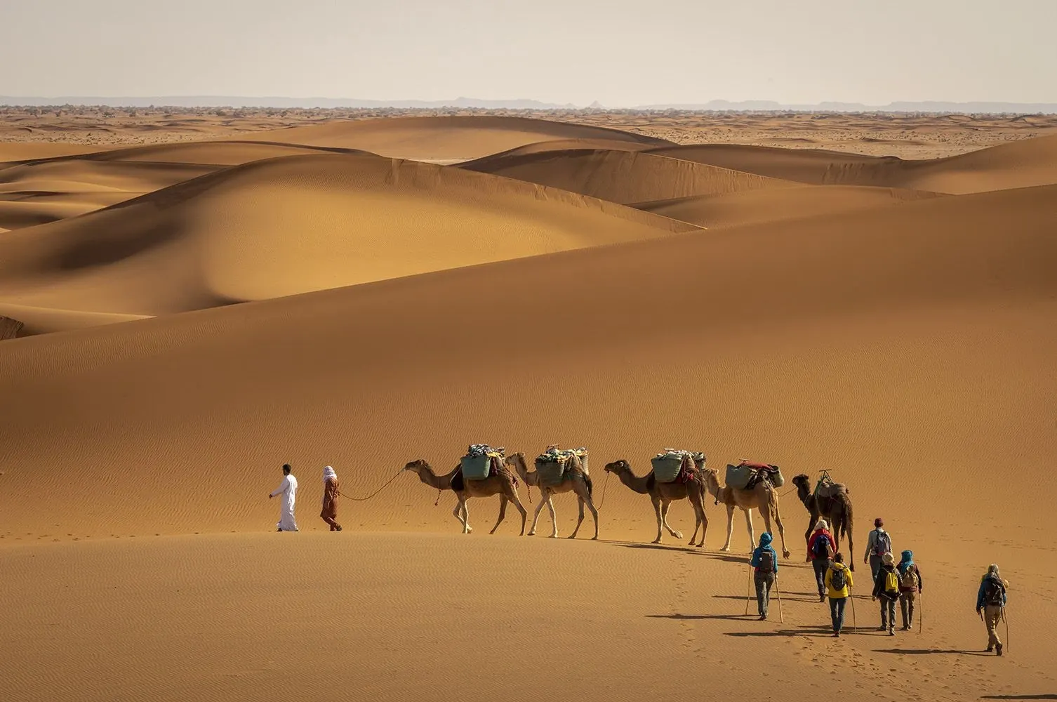 Camel trekking at sunrise in the Sahara Desert near M'Hamid Morocco