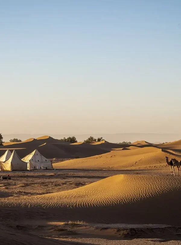 Camel trekking combined with Sahara desert camp stay