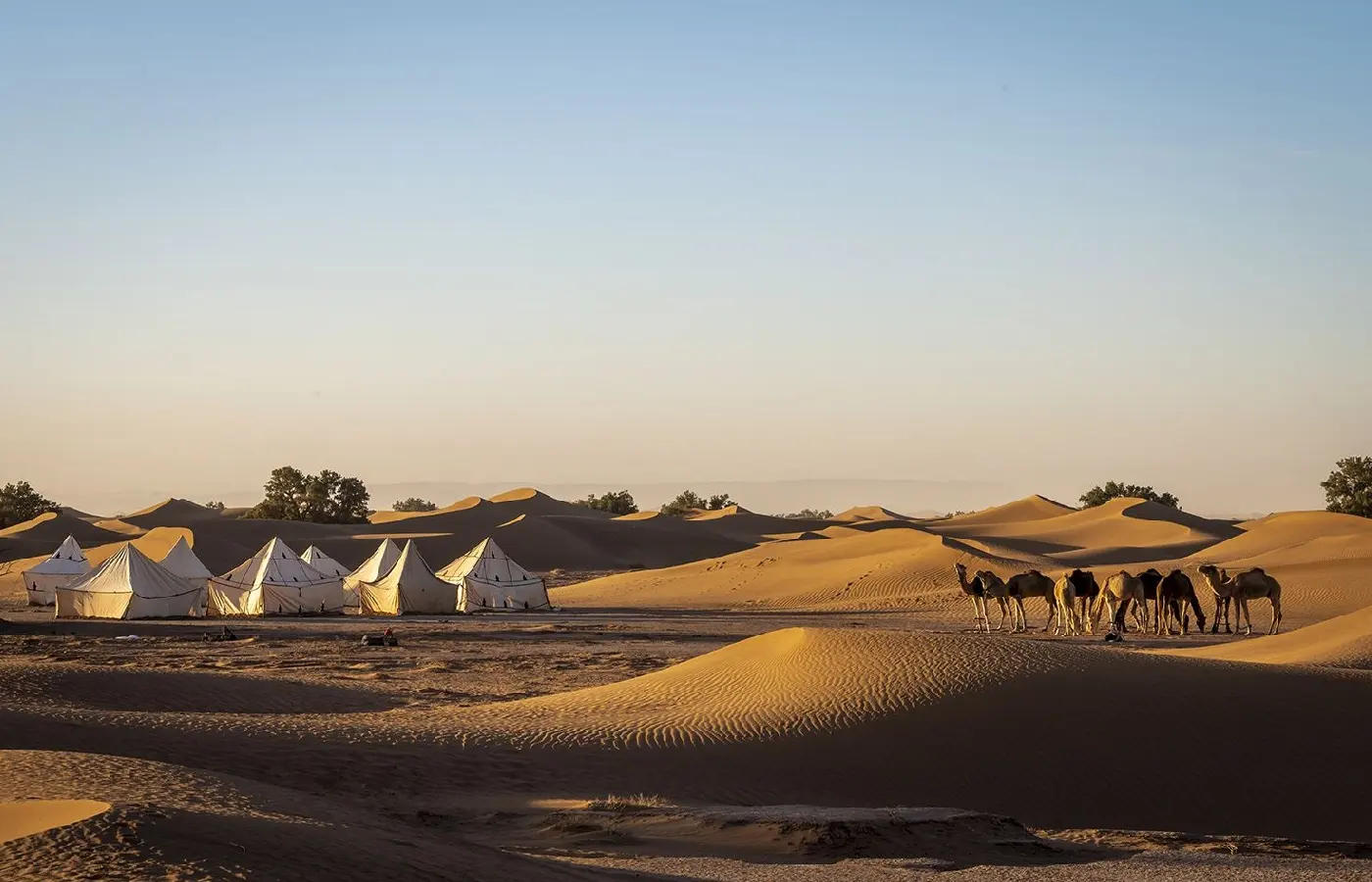 Camel trekking combined with Sahara desert camp stay