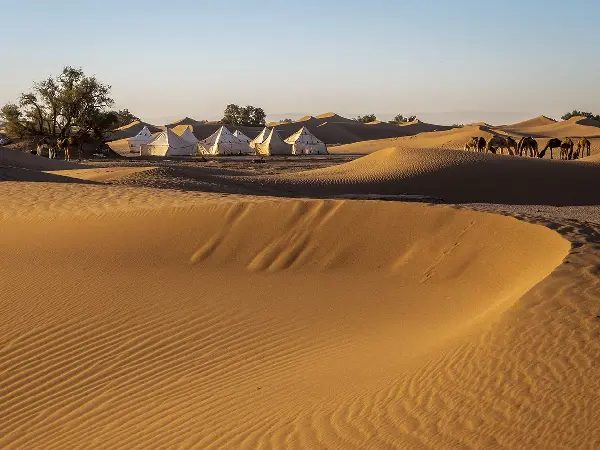 Desert dunes detail near M'Hamid El Ghizlane Sahara Morocco