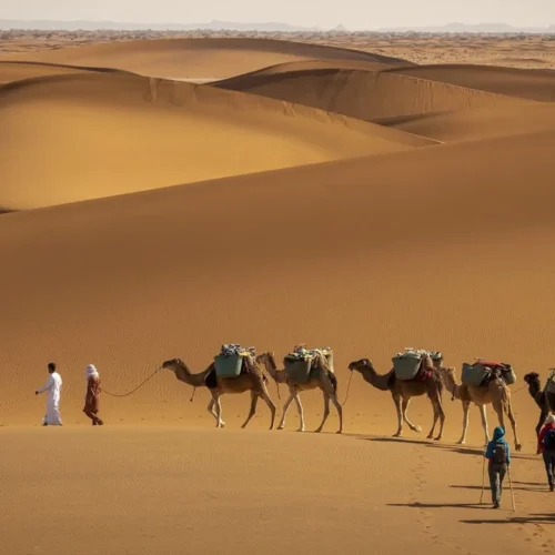 Sahara Desert trekking in M'Hamid Morocco with camel caravan
